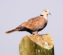 Eurasian Collared Dove