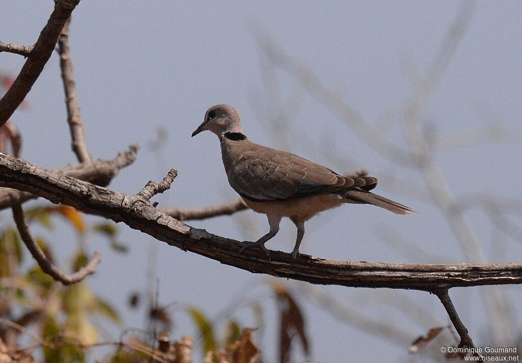 Vinaceous Dove