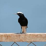 White-crowned Wheatear