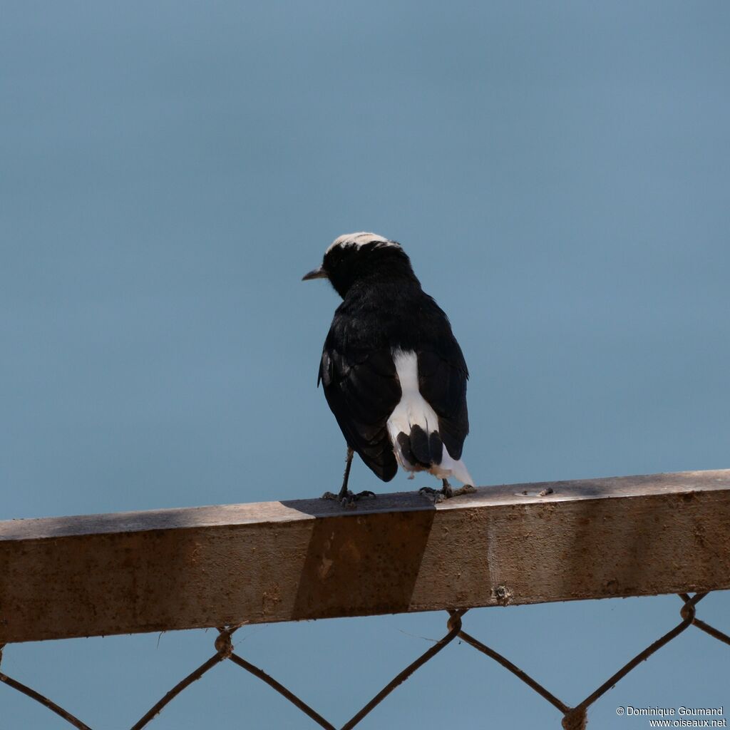 White-crowned Wheatearadult