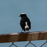 White-crowned Wheatear