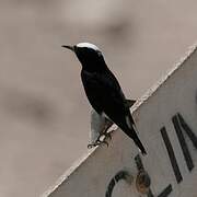 White-crowned Wheatear