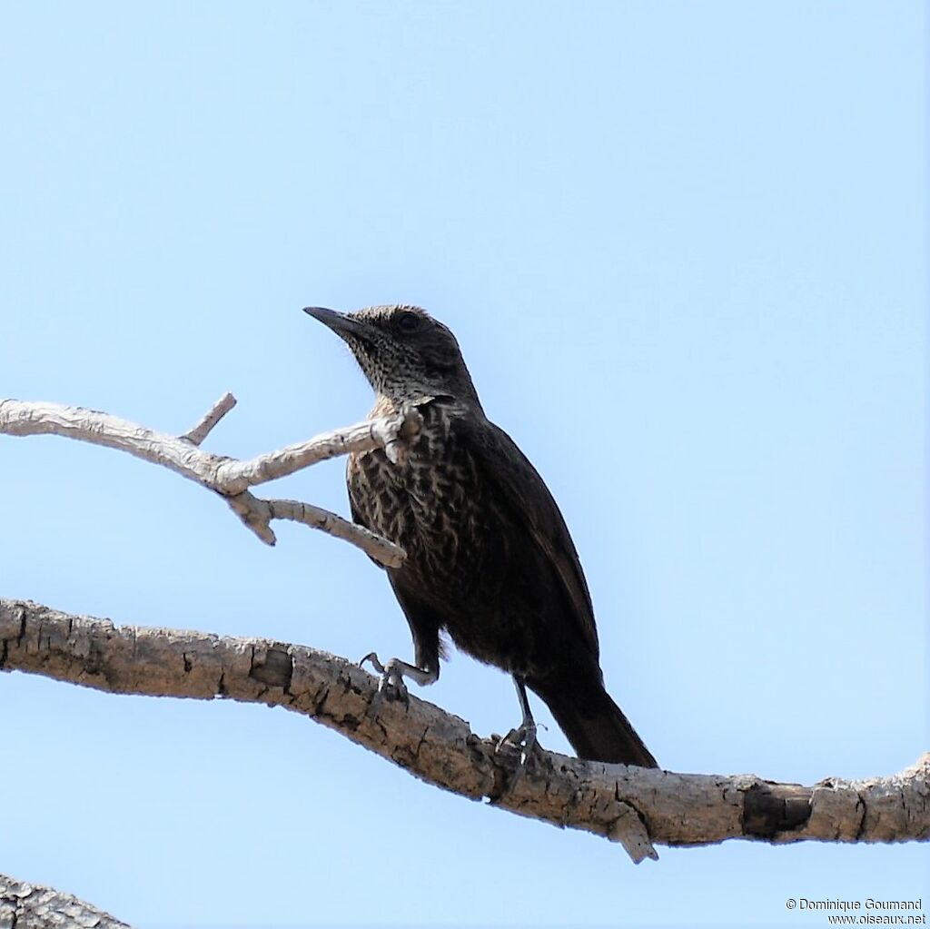 Anteater Chat