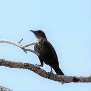 Anteater Chat