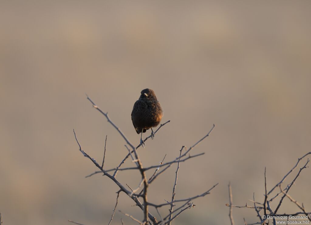 Ant-eating Chat female