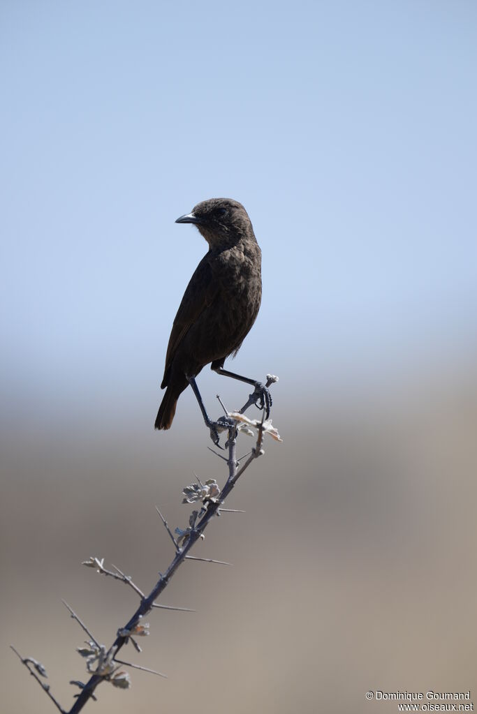 Ant-eating Chat male