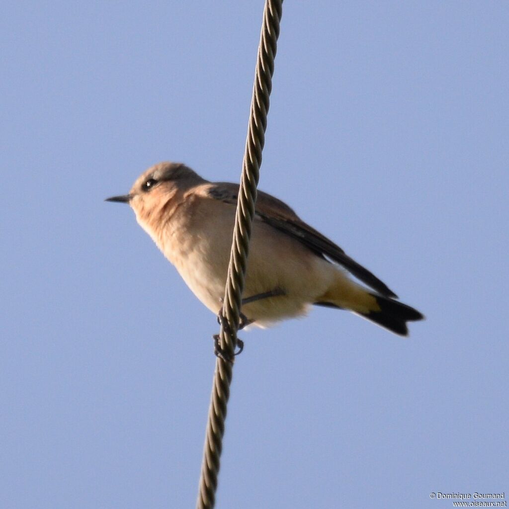 Northern Wheatear female adult