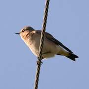 Northern Wheatear