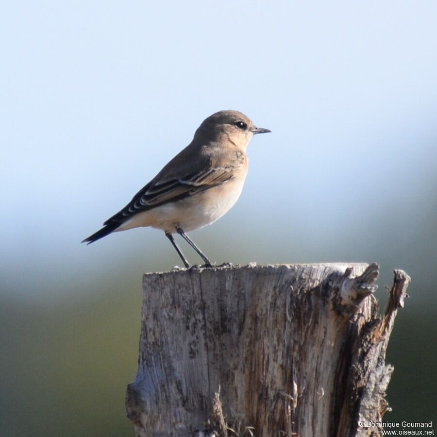 Northern Wheatear female adult