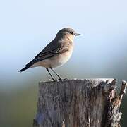 Northern Wheatear