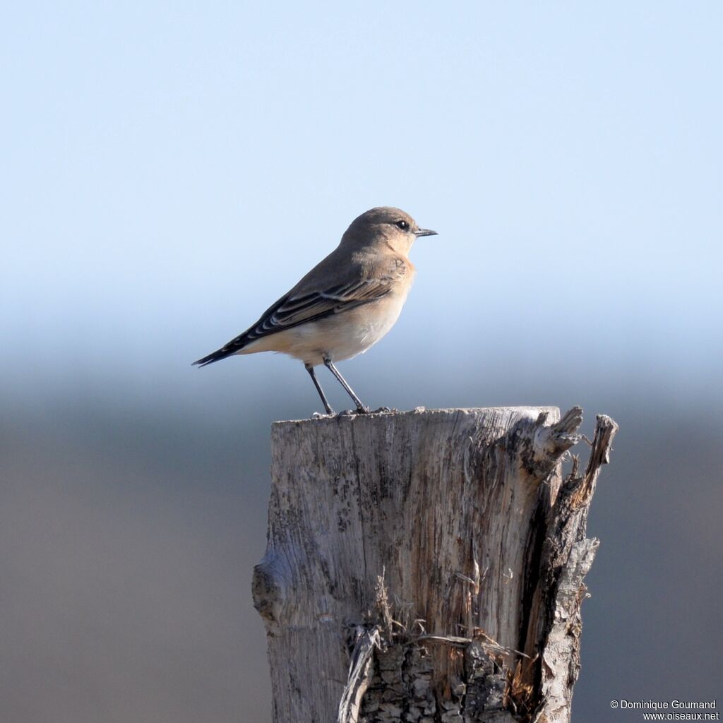 Northern Wheatear female adult