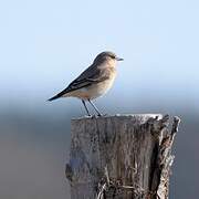 Northern Wheatear