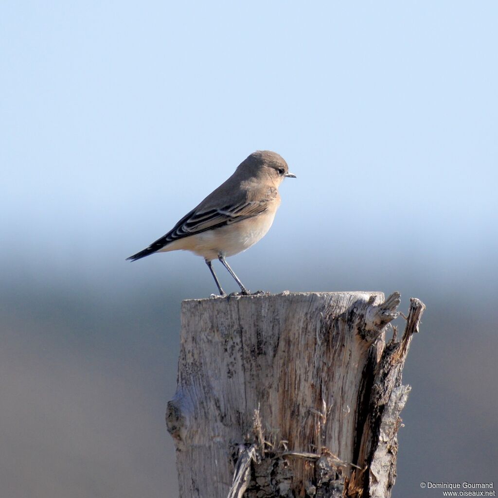 Northern Wheatear female adult