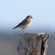 Northern Wheatear