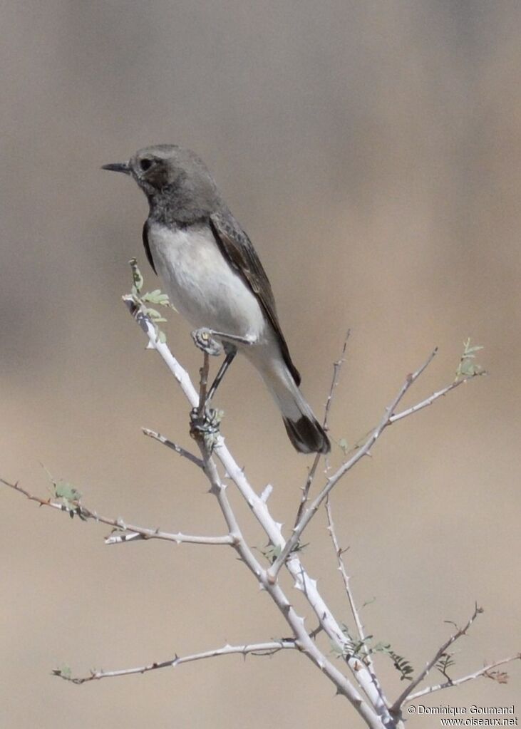 Variable Wheatearadult