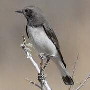 Variable Wheatear