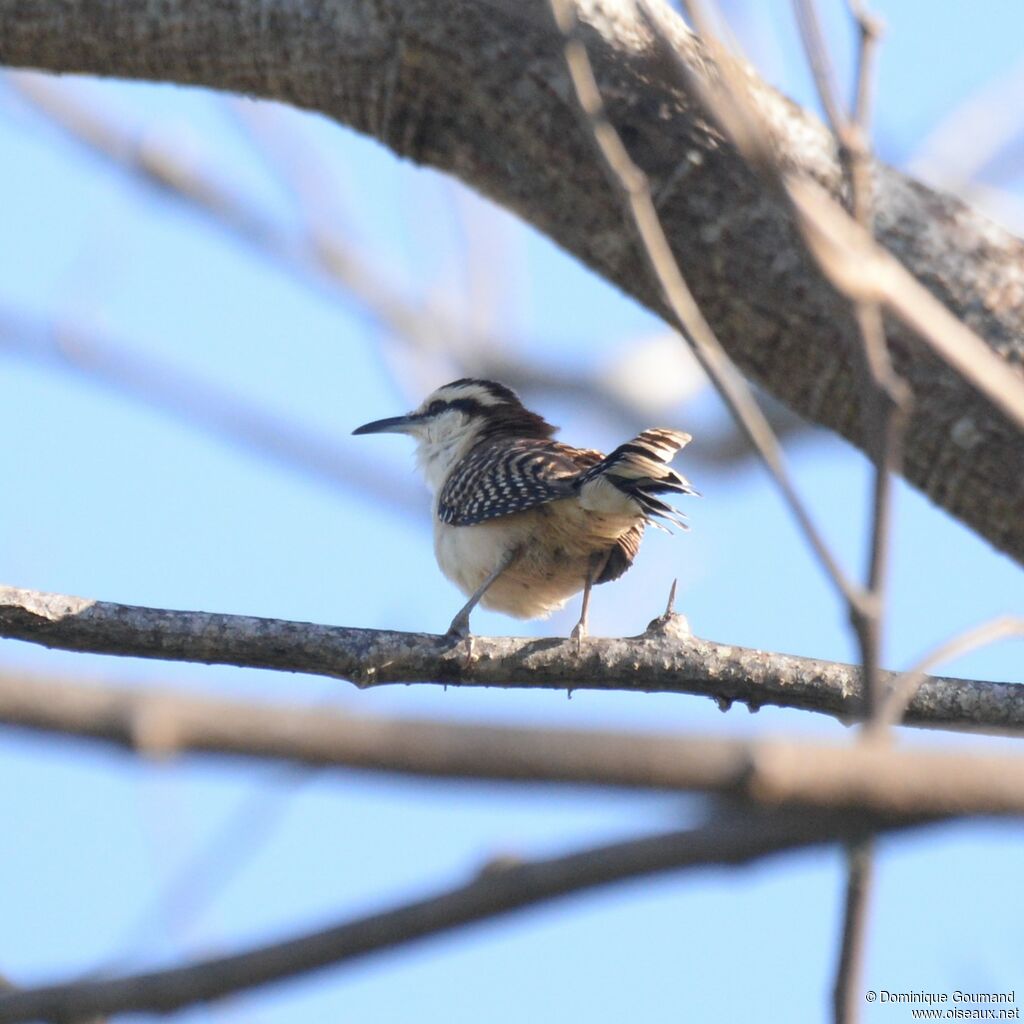 Rufous-backed Wrenadult