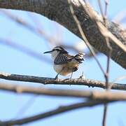 Rufous-backed Wren