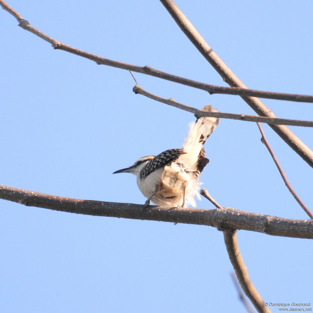 Rufous-backed Wrenadult