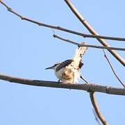 Rufous-backed Wren