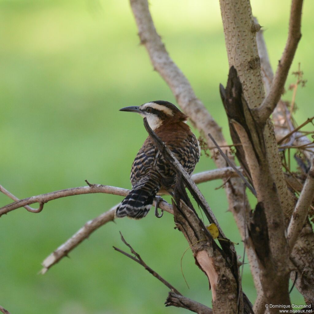 Rufous-backed Wrenadult