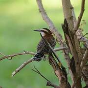 Rufous-backed Wren