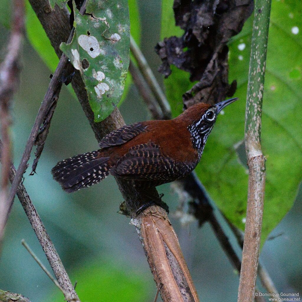 Riverside Wrenadult