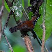 Riverside Wren