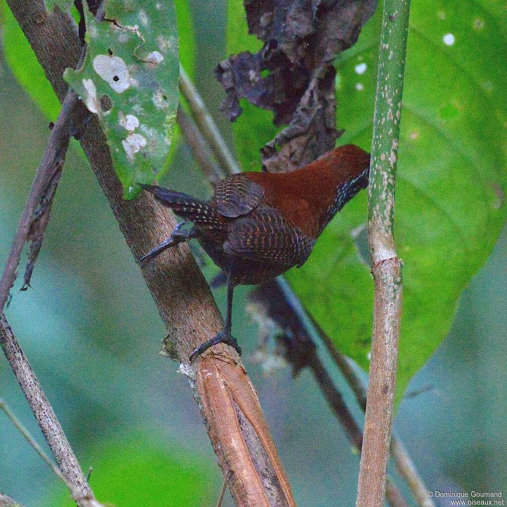 Riverside Wrenadult