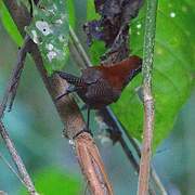 Riverside Wren