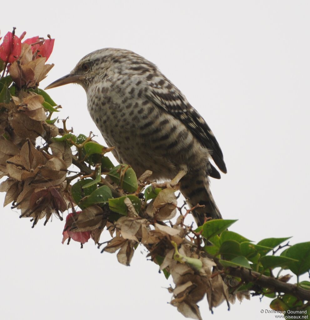 Fasciated Wren