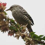 Fasciated Wren