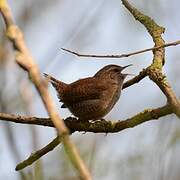 Eurasian Wren