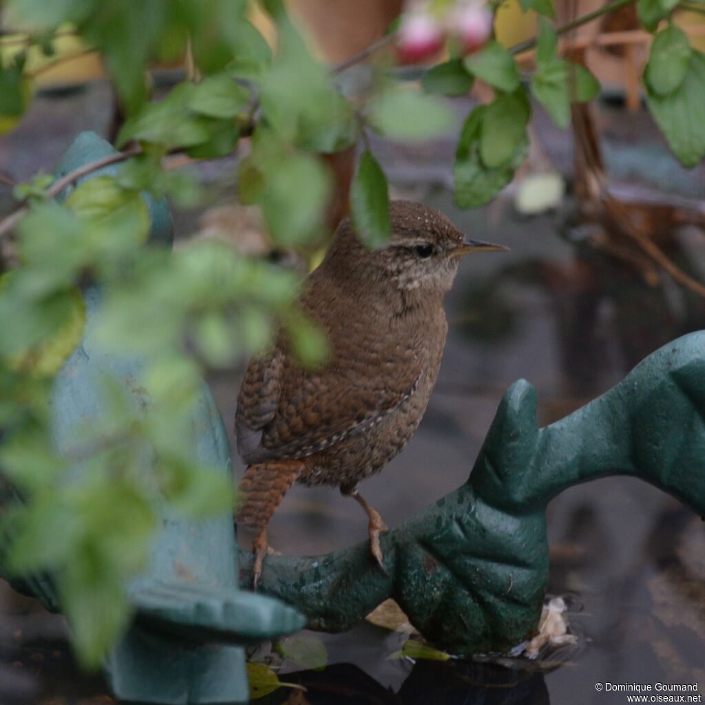 Eurasian Wrenadult