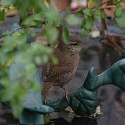 Eurasian Wren