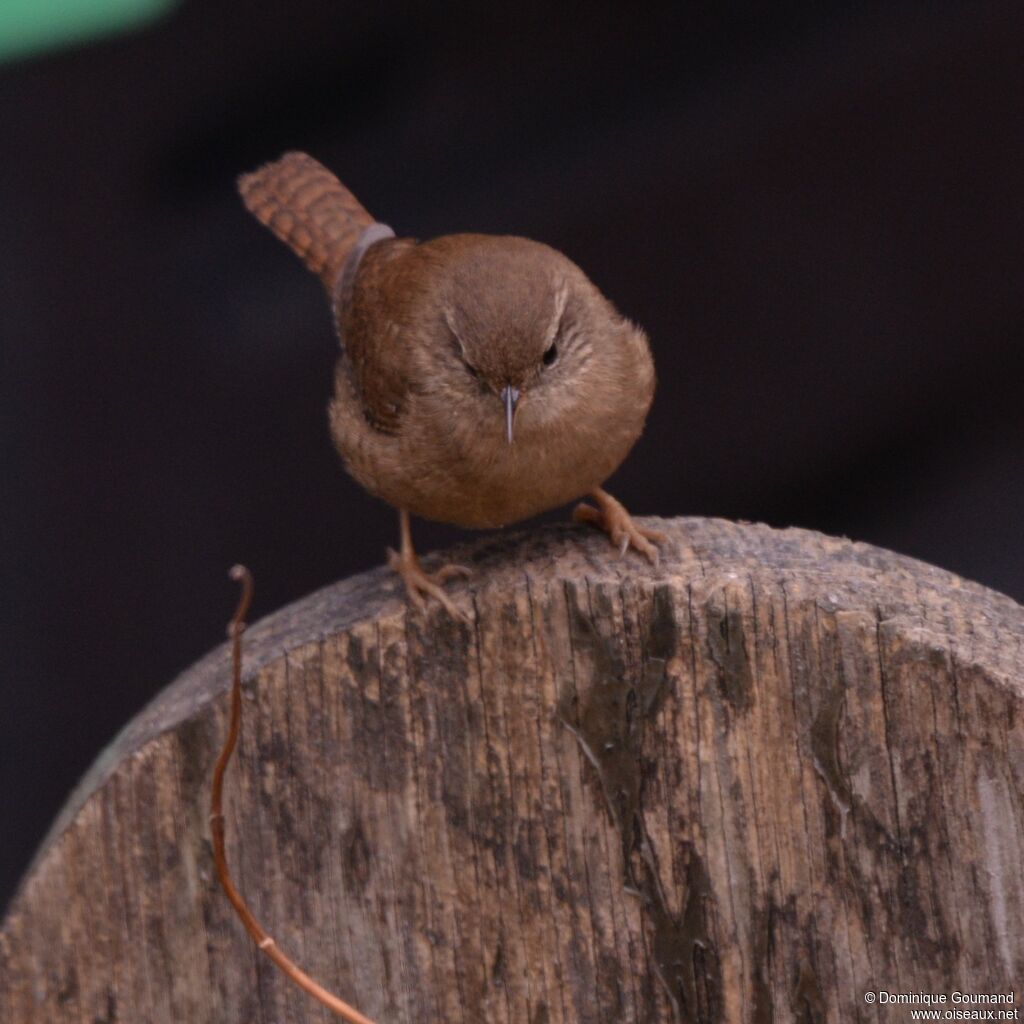 Eurasian Wrenadult