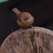 Eurasian Wren