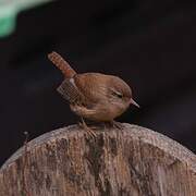 Eurasian Wren