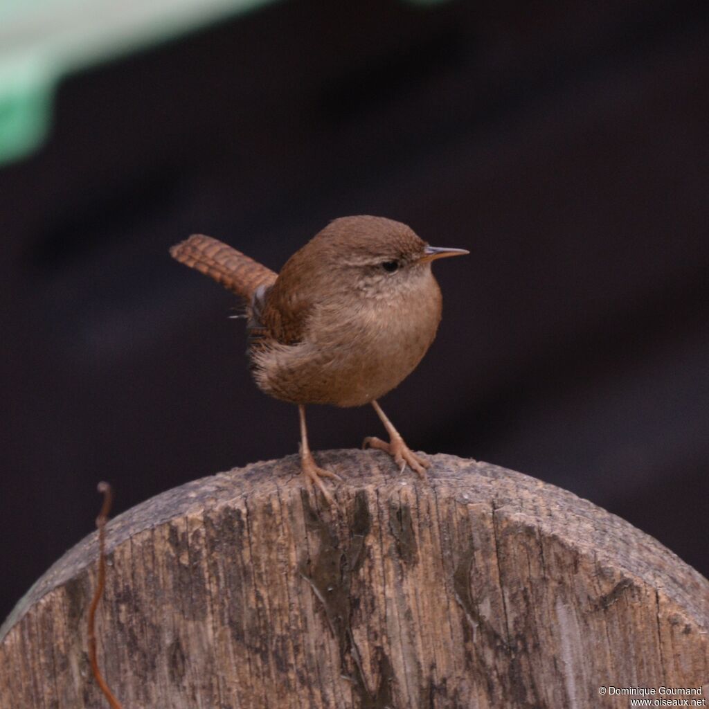 Eurasian Wrenadult