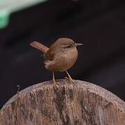 Eurasian Wren