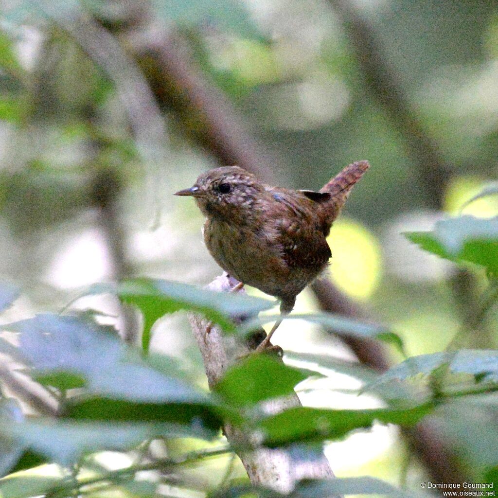 Eurasian Wren