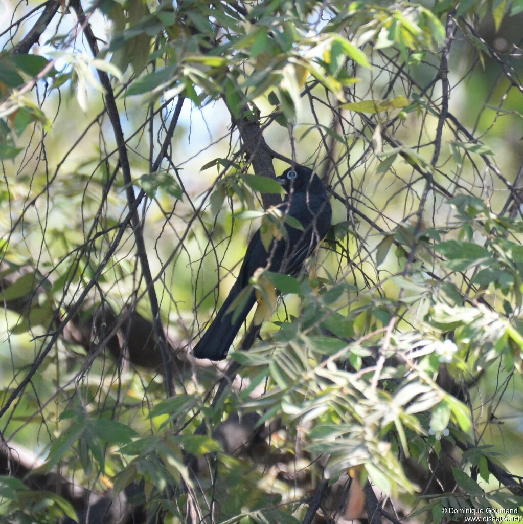 Black-headed Trogonadult