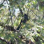 Trogon à tête noire