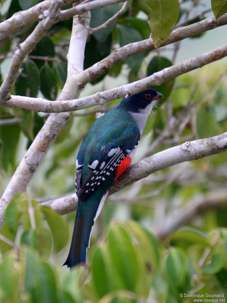 Trogon de Cuba