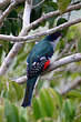Trogon de Cuba