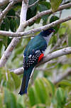 Trogon de Cuba