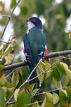 Trogon de Cuba