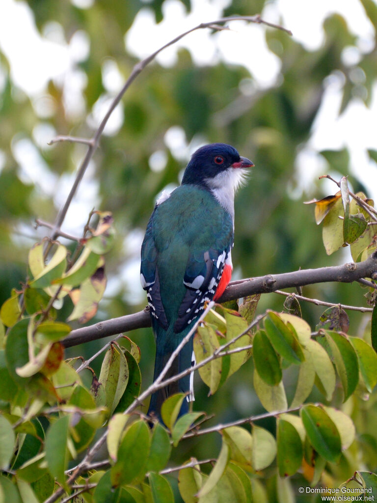 Trogon de Cubaadulte, identification