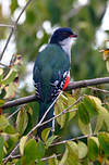 Trogon de Cuba