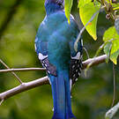 Trogon de Cuba